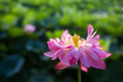 夕方にも咲いている蓮の花