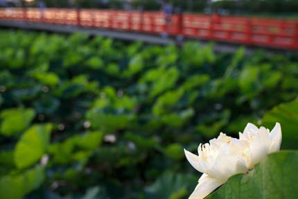 白い蓮の花