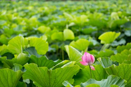 蓮の花