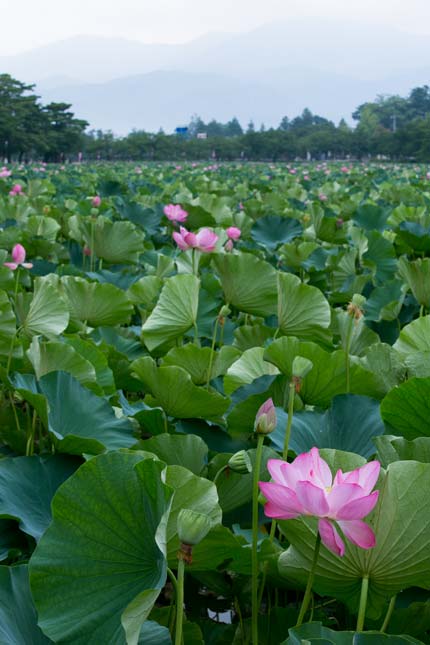 高田公園の蓮