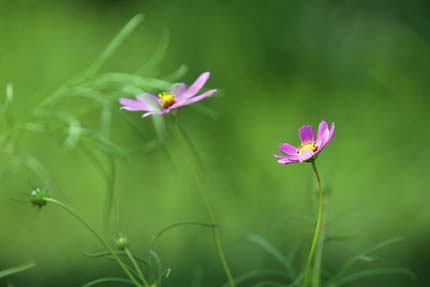 秋桜（コスモス