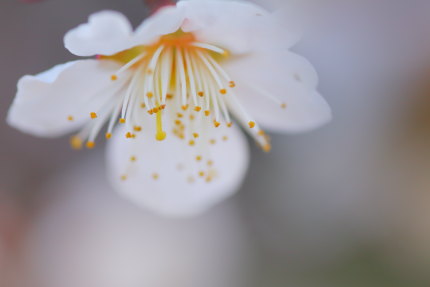 梅の花