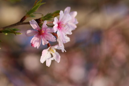 十月桜