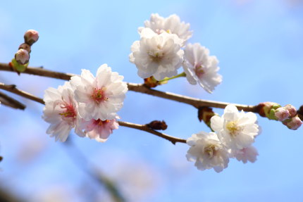 早咲きの八重桜