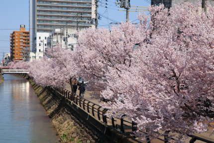 儀明川沿いの小彼岸桜