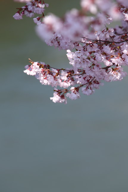 小さくて可愛らしい桜