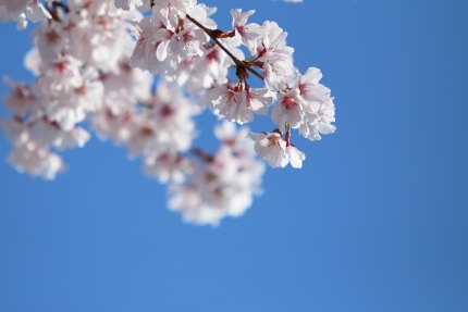 綺麗な小彼岸桜