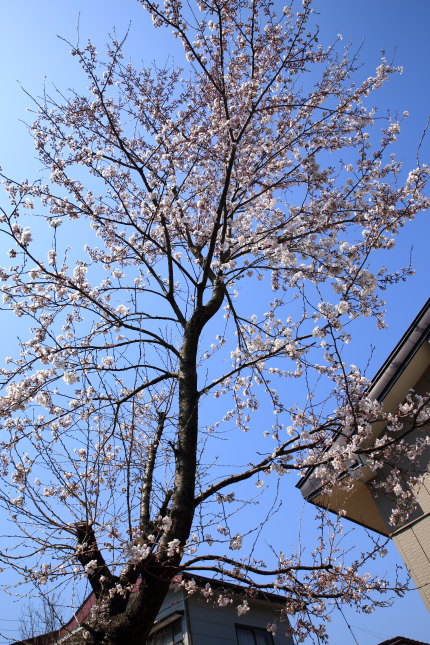 弊社の庭にある桜