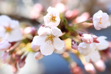 桜のつぼみ