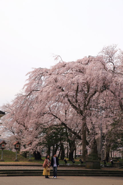 忠霊塔前の枝垂れ桜