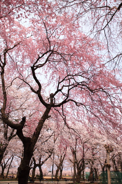 枝垂れ桜