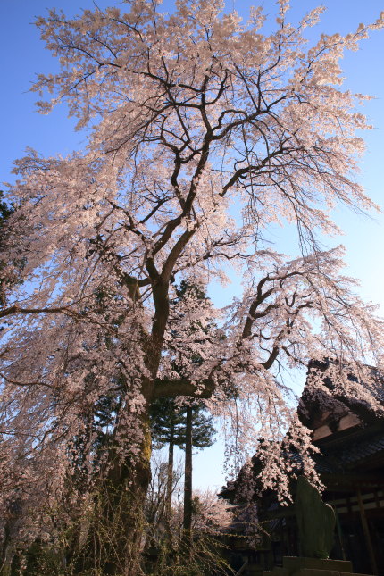日朝寺の枝垂れ桜