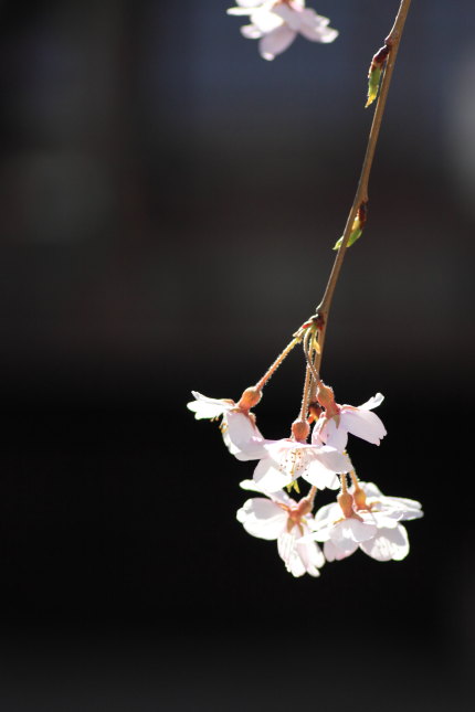 日朝寺の枝垂れ桜