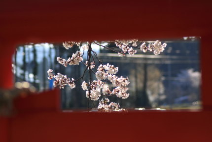 染井吉野の花びら