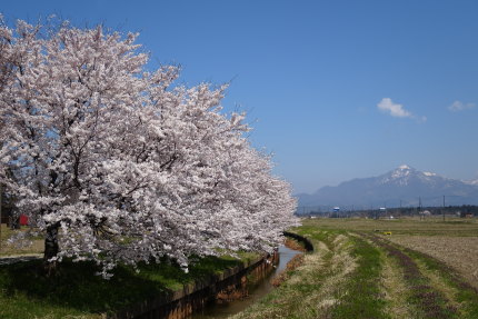 染井吉野