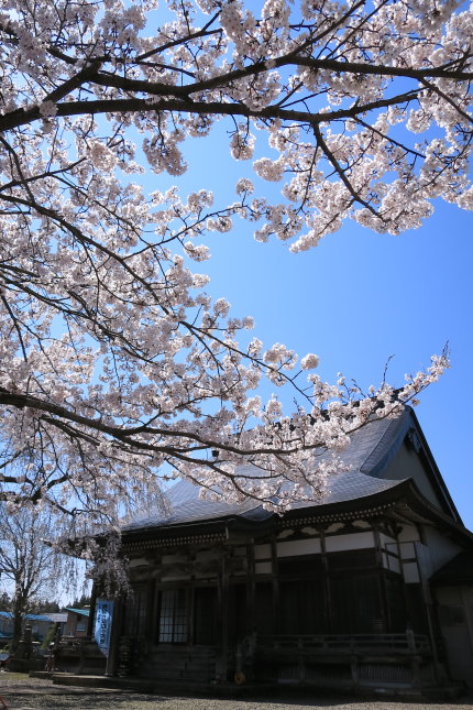 榮恩寺さんの染井吉野