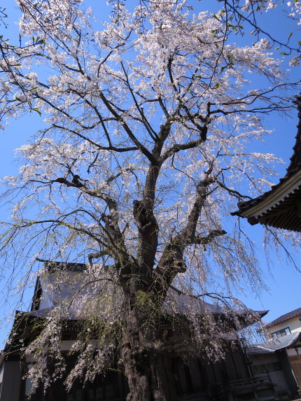 枝垂れ桜