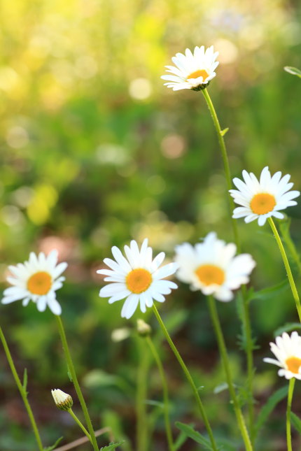 白花虫除菊