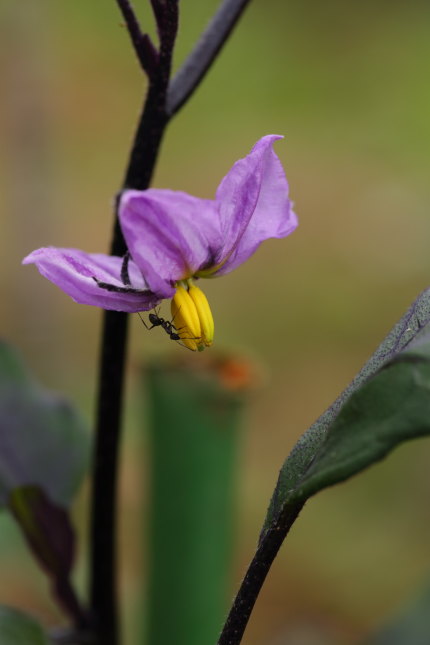 なすの花