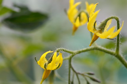 トマトの花