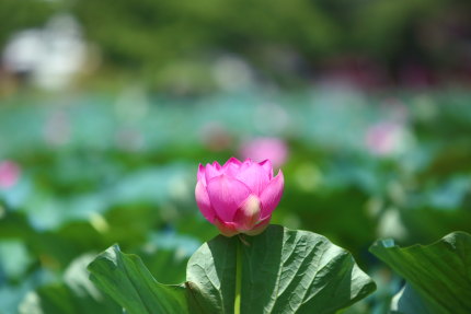 はすの花