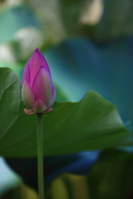 つぼみの蓮の花