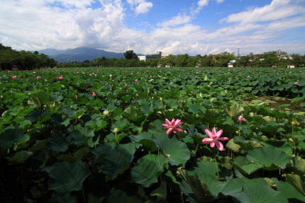 高田公園に咲く蓮