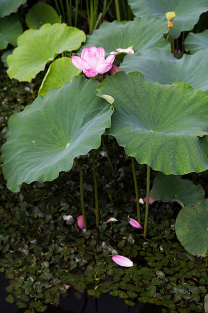 蓮の花