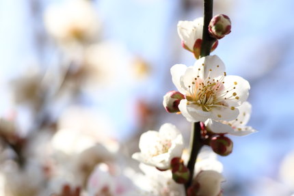 梅の花