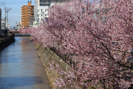 儀明川沿いの小彼岸桜