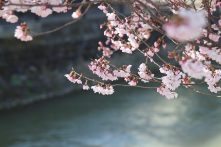 4月2日に撮影