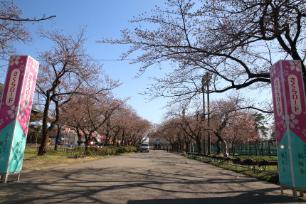 さくらロードの桜