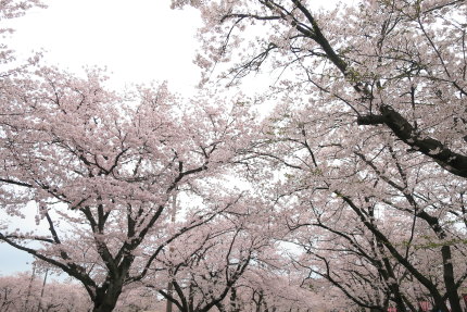 桜