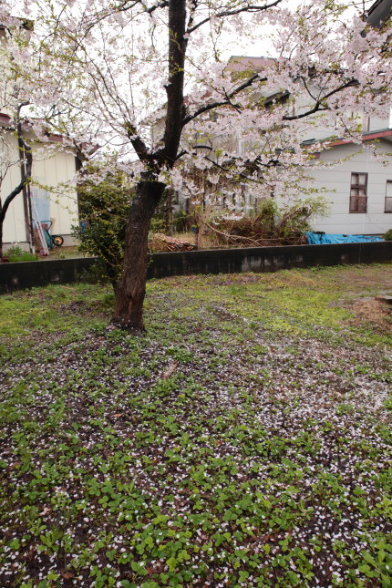 弊社脇の桜