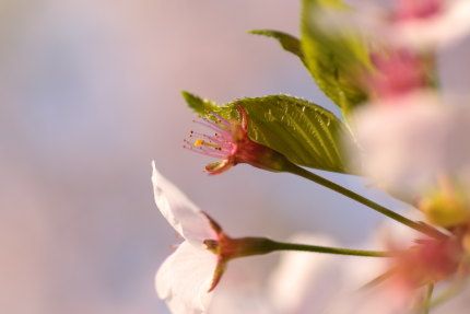 咲いていた桜も、散ってしまった桜も