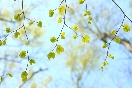 木々の緑