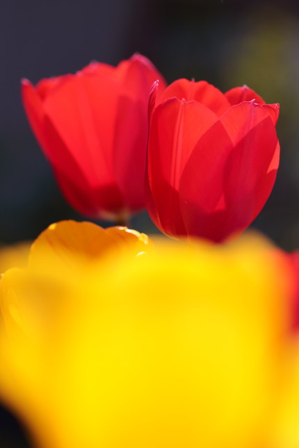 チューリップの花