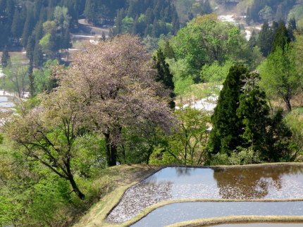 儀明の棚田