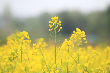 菜の花