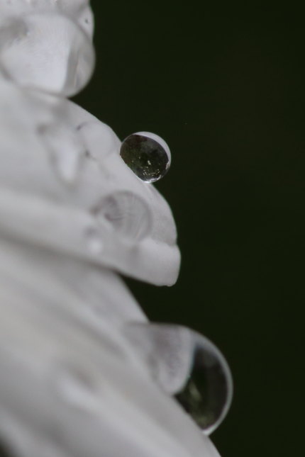 ox-eye daisy