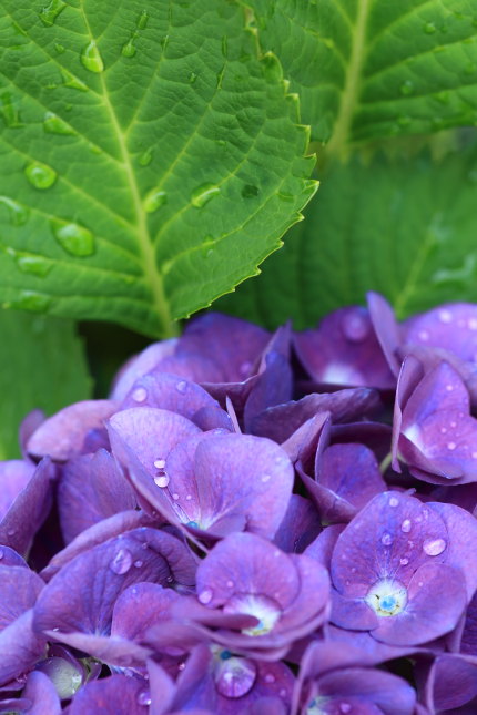 梅雨時の紫陽花