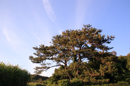 古木の森山地蔵様の松