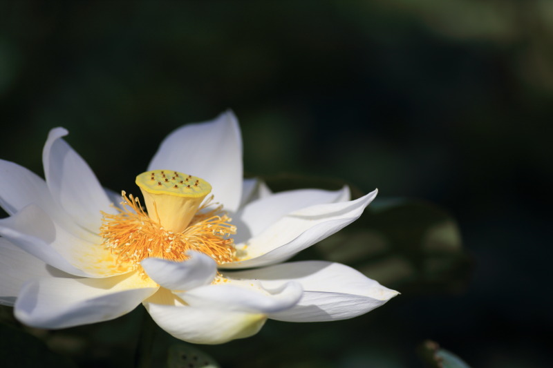 はすの花