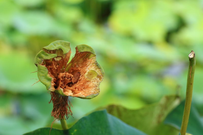 朽ち果てたハスの花