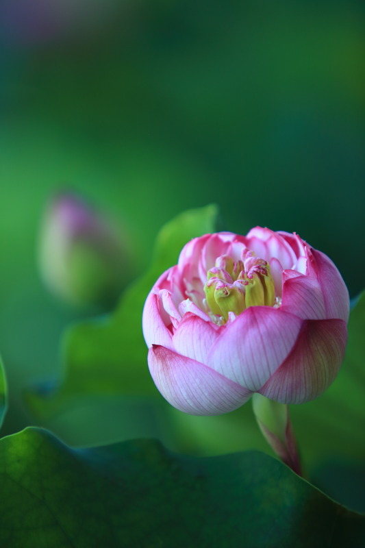 いろんな種類の蓮の花