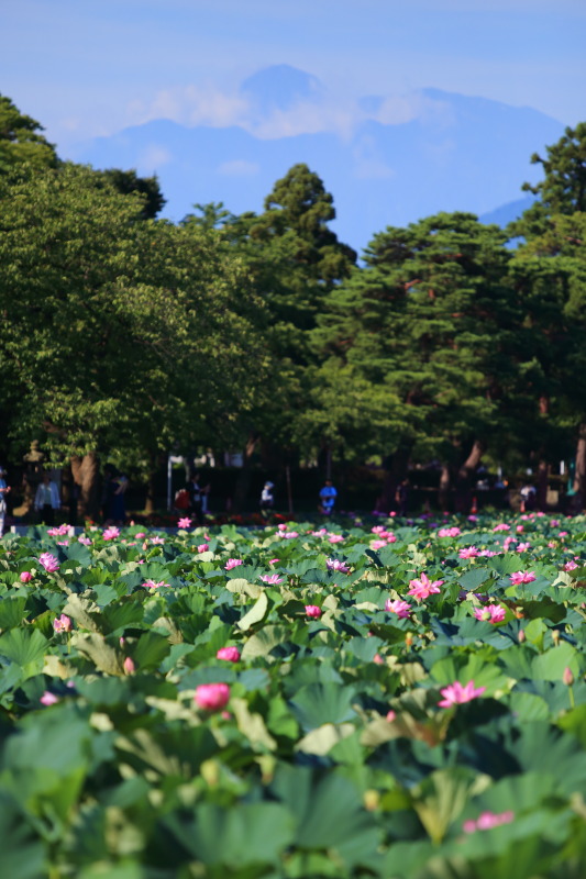 妙高山をバックに高田公園の蓮の花