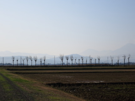 田圃の中のはさ木