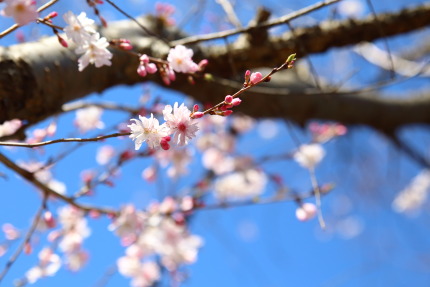 十月桜