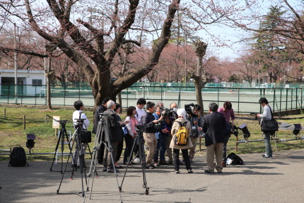 高田公園標本木染井吉野