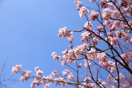 咲いている桜